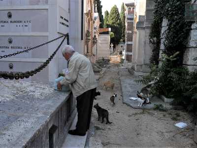 I gatti sembrano aspettare qualcosa. Quel �qualcosa� � un qualcuno: un uomo dai capelli bianchi che si � improvvisamente materializzato. Non ha con s� mazzi di fiori, solo un paio di sacchetti di plastica ben chiusi. 